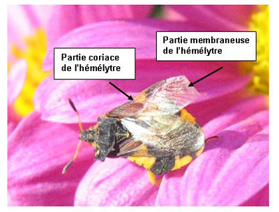 H&eacute;m&eacute;lytres